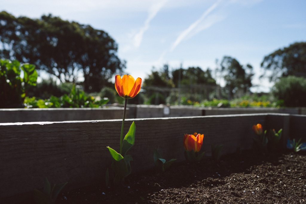Everyone’s Harvest – Volunteer with Us Everyone’s Harvest – Volunteer with Us
